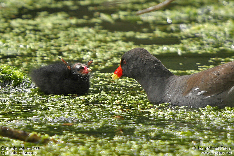 Common Moorhen