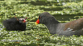 Gallinule poule-d'eau