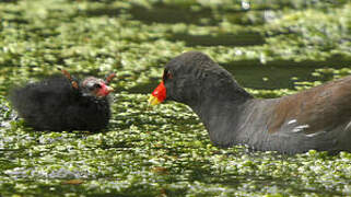 Common Moorhen