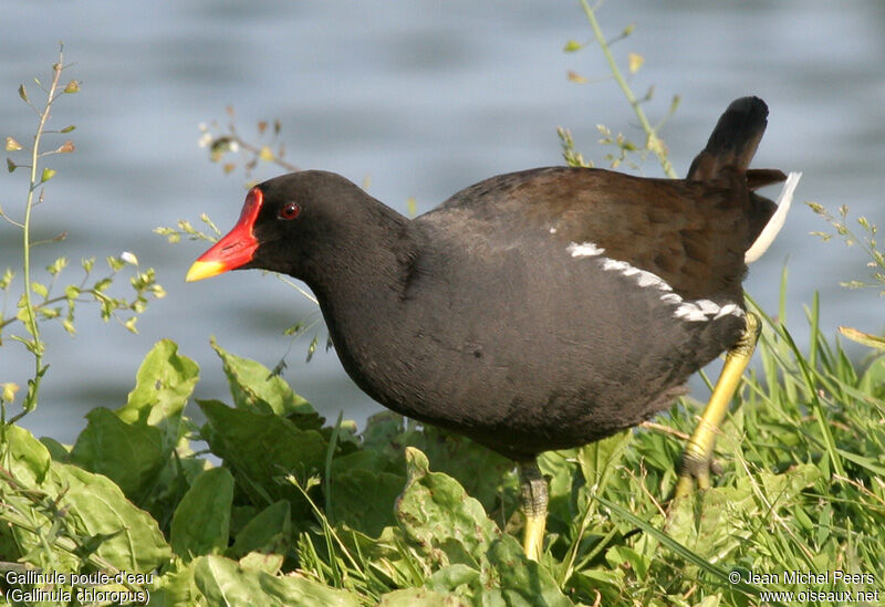 Common Moorhen