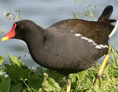 Common Moorhen