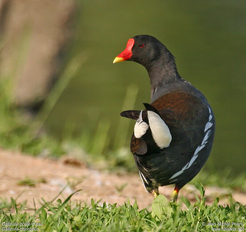 Gallinule poule-d'eauadulte