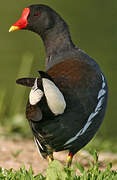 Gallinule poule-d'eau