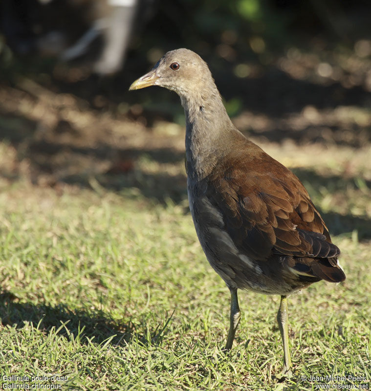 Gallinule poule-d'eaujuvénile