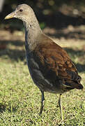 Gallinule poule-d'eau