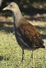 Gallinule poule-d'eau