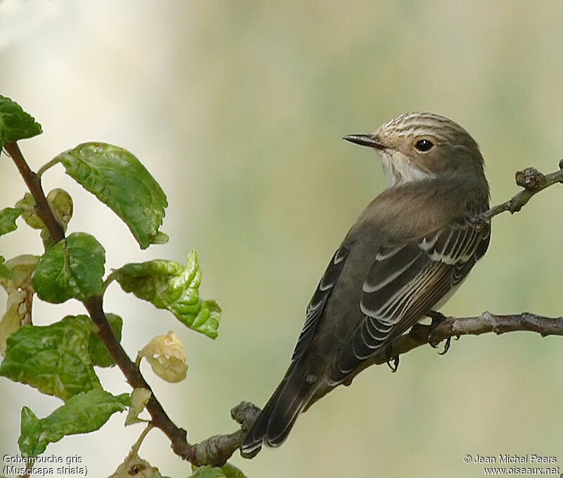 Spotted Flycatcher