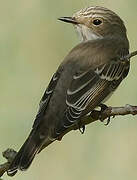 Spotted Flycatcher