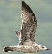 European Herring Gull