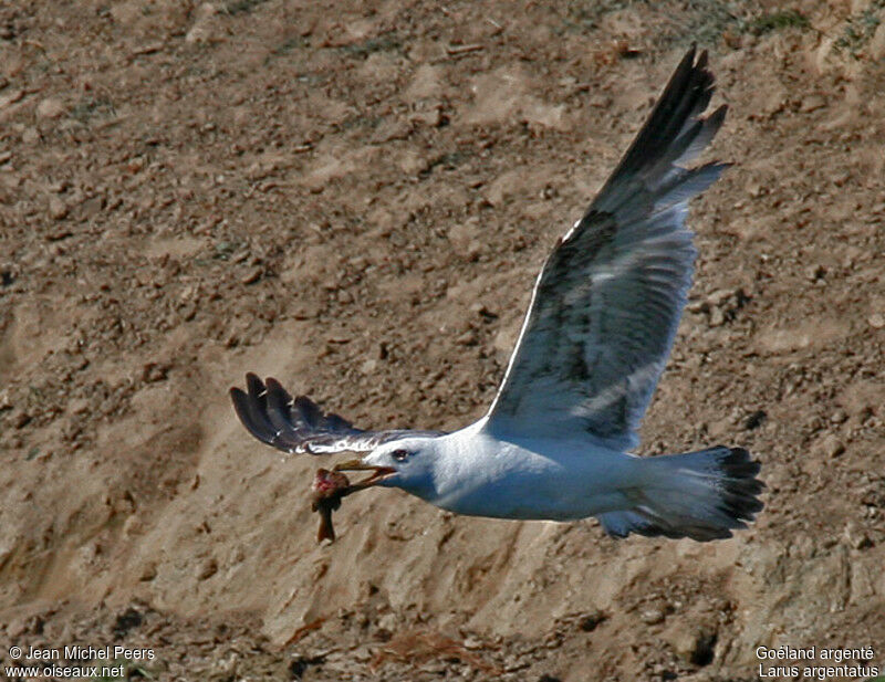 European Herring Gulladult