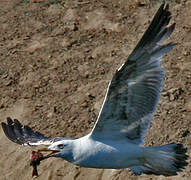 European Herring Gull