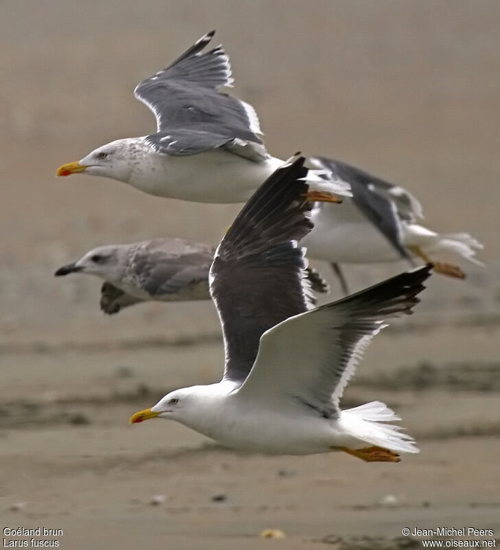 Lesser Black-backed Gull