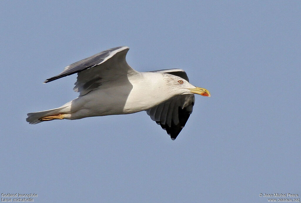 Goéland leucophéeadulte