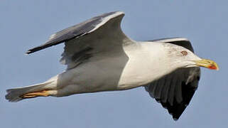 Yellow-legged Gull