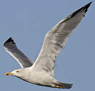 Yellow-legged Gull