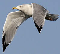 Yellow-legged Gull