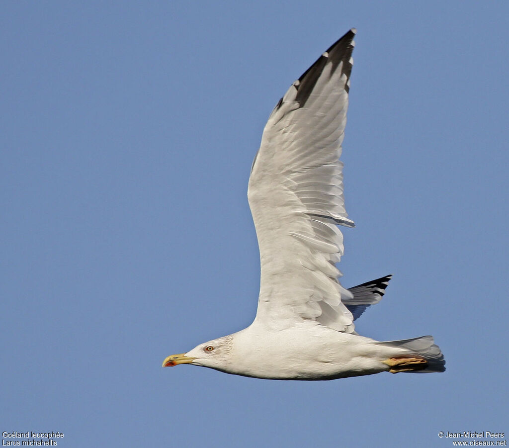 Yellow-legged Gulladult