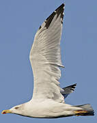 Yellow-legged Gull