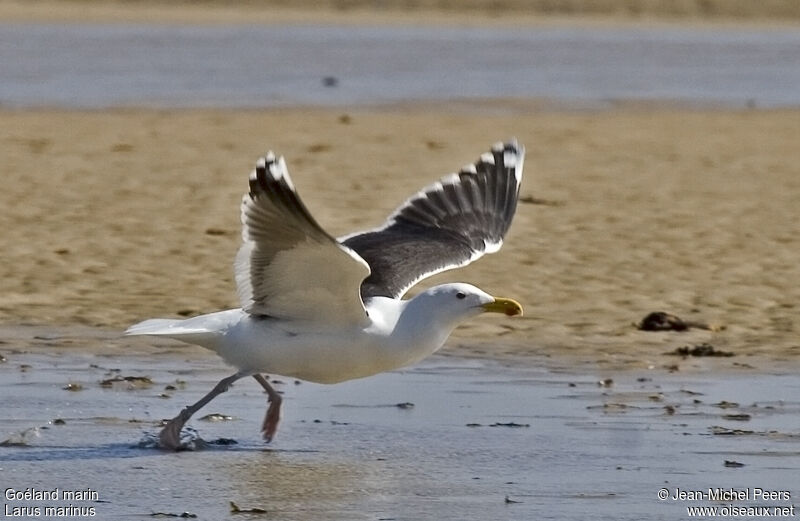 Great Black-backed Gull