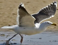 Great Black-backed Gull