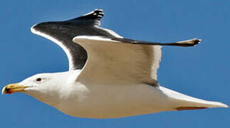 Great Black-backed Gull