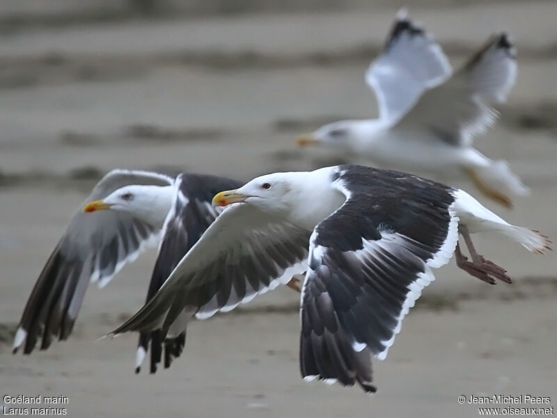 Great Black-backed Gull