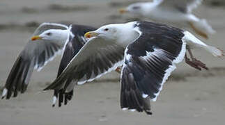 Great Black-backed Gull