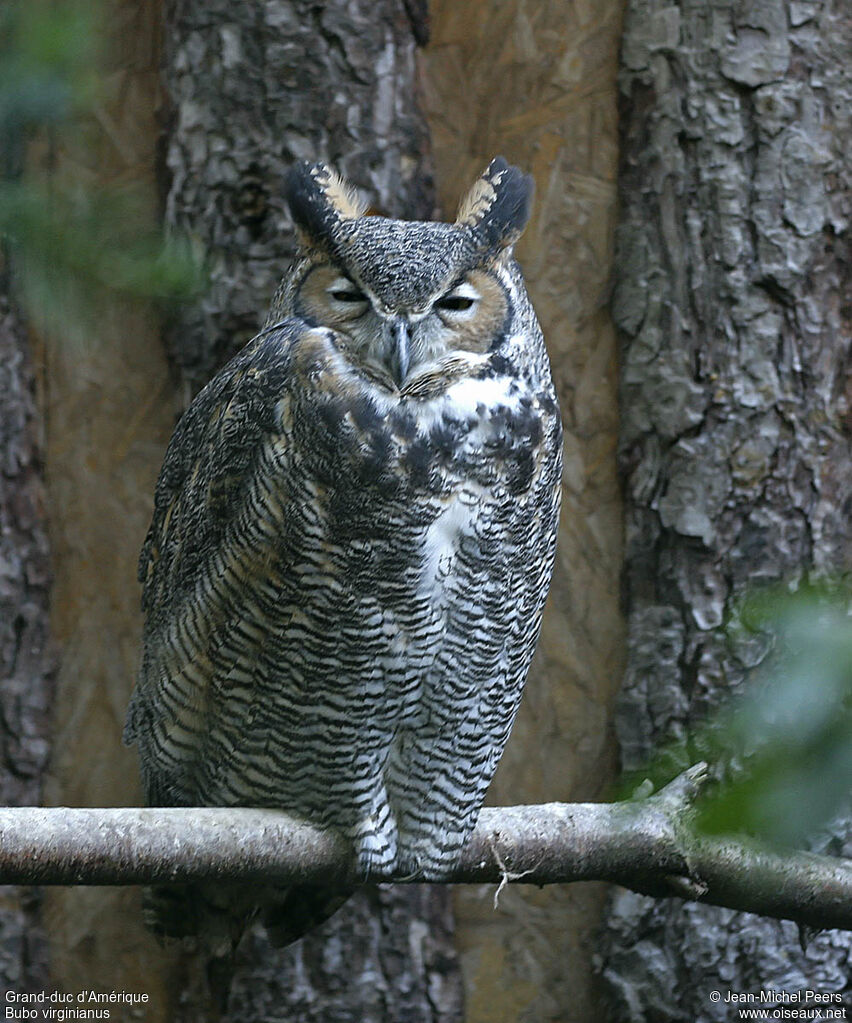 Great Horned Owl