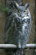 Great Horned Owl