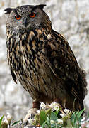 Eurasian Eagle-Owl