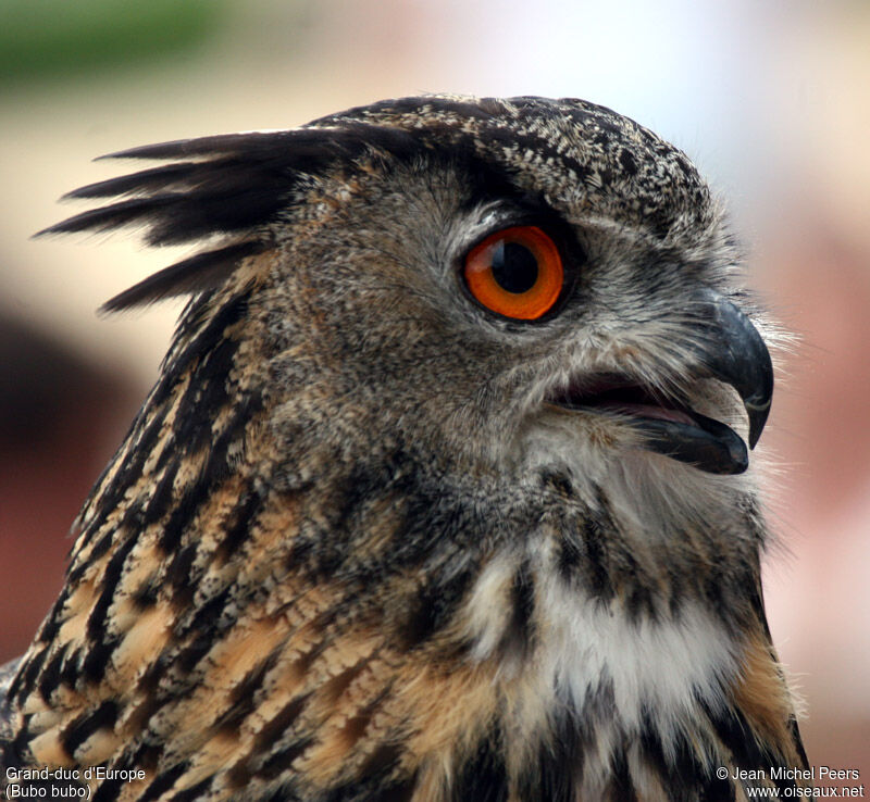 Eurasian Eagle-Owl