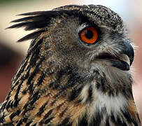 Eurasian Eagle-Owl