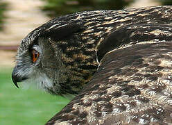 Eurasian Eagle-Owl