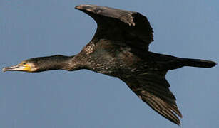 Great Cormorant