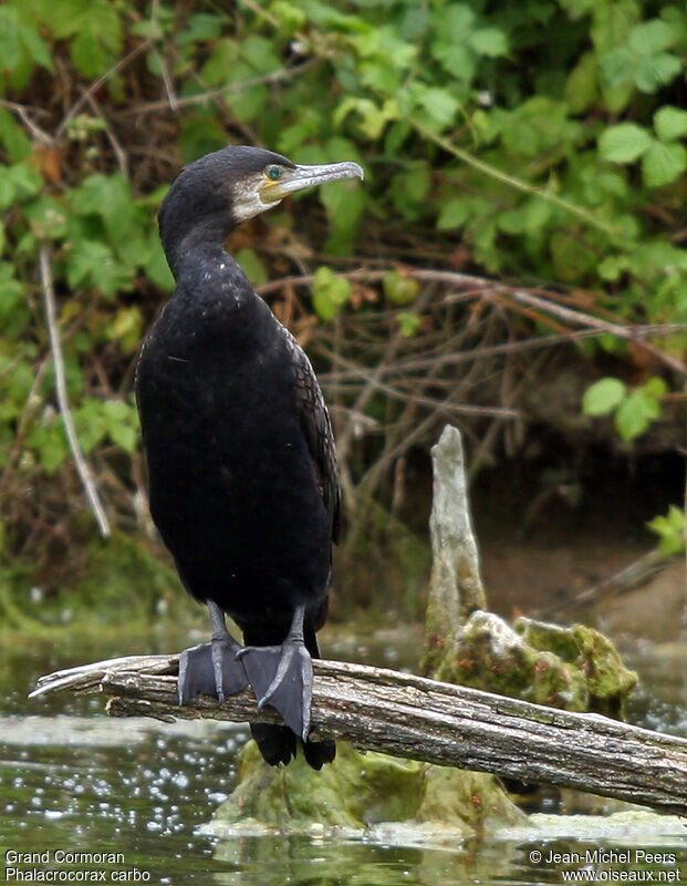 Grand Cormoranadulte