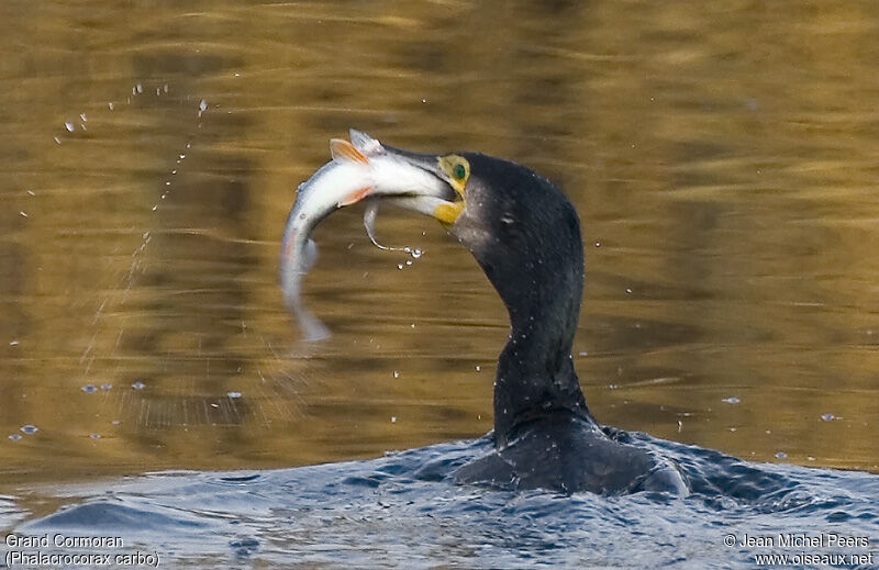 Great Cormorant