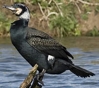 Great Cormorant