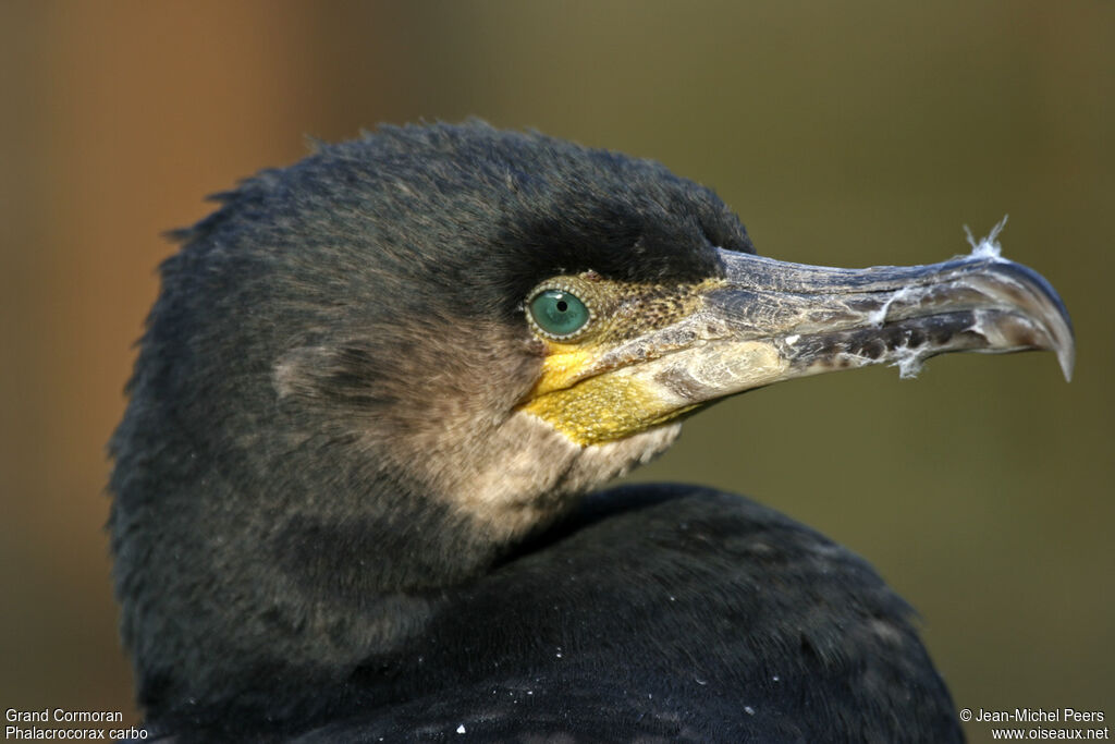 Grand Cormoranadulte