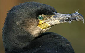 Great Cormorant