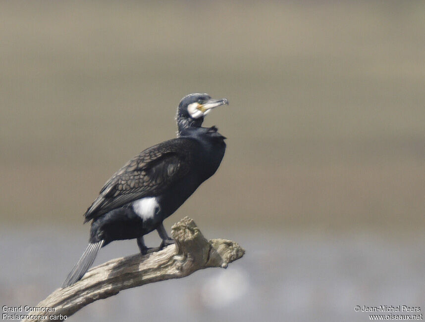 Great Cormorantadult