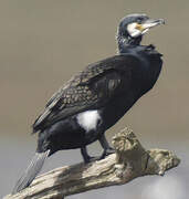 Great Cormorant