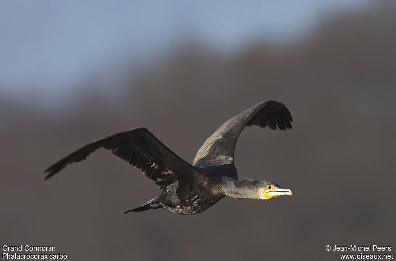 Grand Cormoranadulte