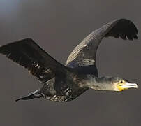 Great Cormorant