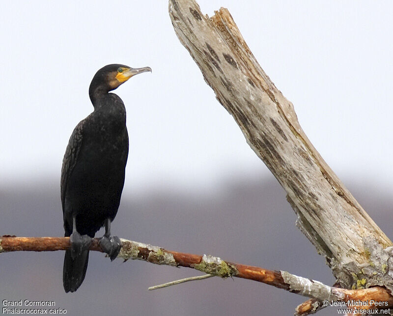 Great Cormorant