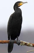 Great Cormorant