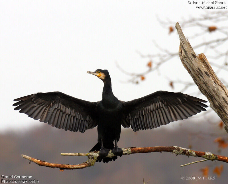 Grand Cormoran