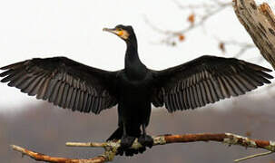 Great Cormorant