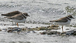 Common Ringed Plover