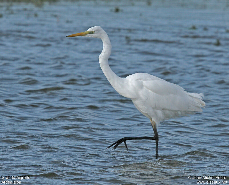 Great Egret