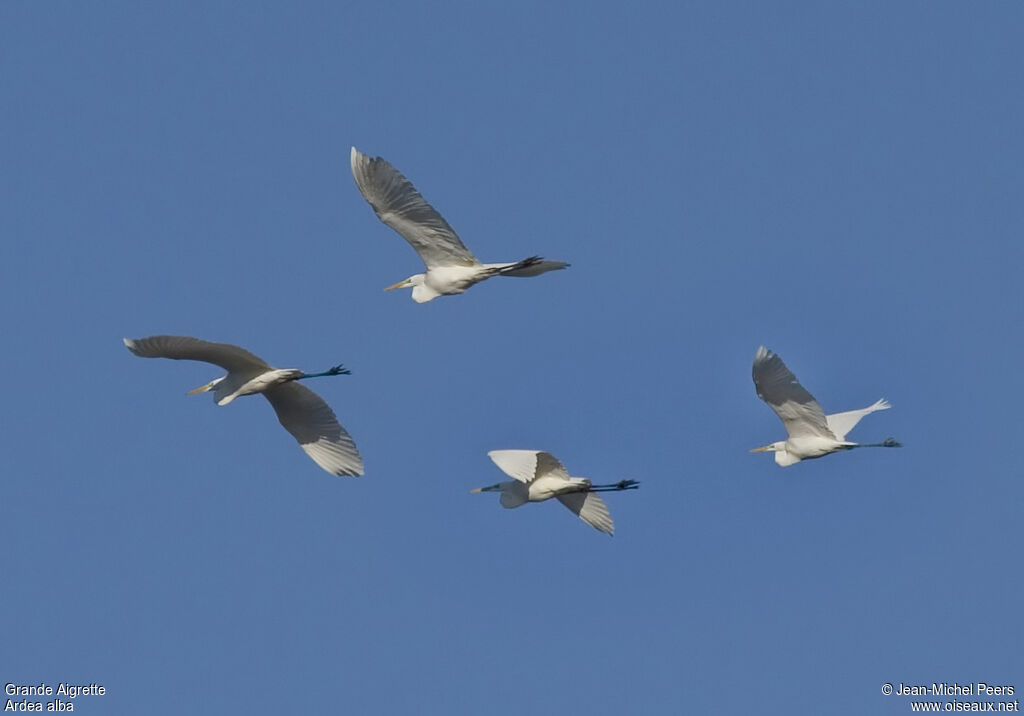 Grande Aigrette